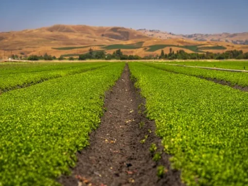 pexels-nc-farm-bureau-mark-17765488